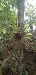 Cycas hainanensis