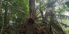 Cycas hainanensis
