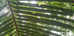 Cycas hainanensis