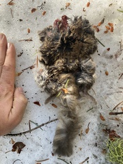 Glaucomys oregonensis