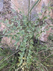 Zygophyllum fabago