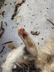 Glaucomys oregonensis