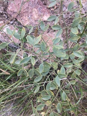 Zygophyllum fabago