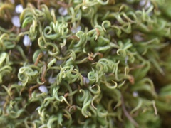 Tortella flavovirens