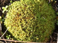 Tortella flavovirens