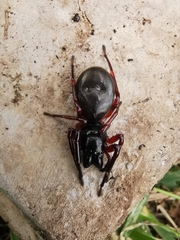 Corinninae
