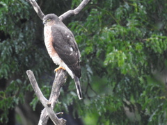 Accipiter striatus erythronemius