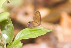 Cithaerias andromeda