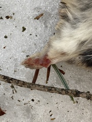 Glaucomys oregonensis