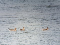 Anser serrirostris rossicus