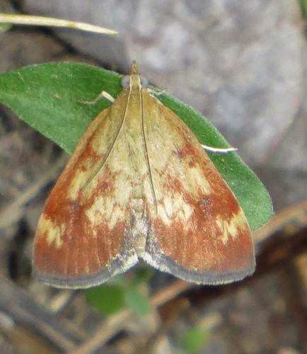 Pyrausta homonymalis photo 4