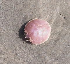 Pseudocorystes sicarius