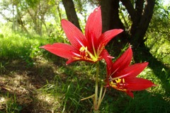 Zephyranthes bifida
