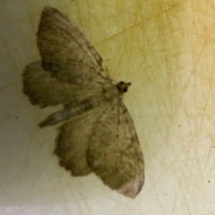 Philereme vetulata