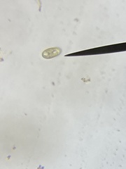 Cryptista