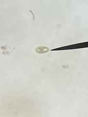Cryptista