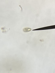 Cryptista