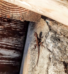 Anolis