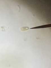 Cryptista