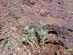 Cryptantha barbigera barbigera