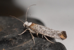 Pseudoswammerdamia combinella