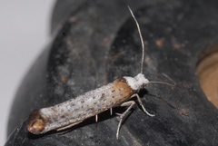 Pseudoswammerdamia combinella