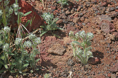 Cryptantha barbigera barbigera