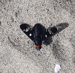 Hyperalonia chilensis