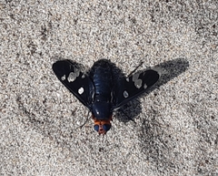 Hyperalonia chilensis