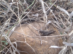 Schistocerca piceifrons