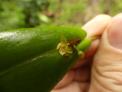 Pleurothallis dibolia