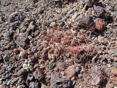 Eriogonum cernuum