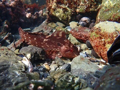 Hexagrammos lagocephalus