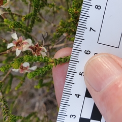 Leptospermum epacridoideum