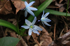 Scilla monanthos