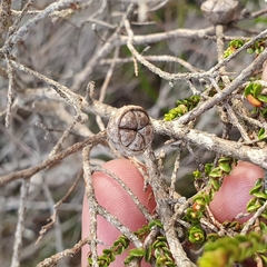 Leptospermum epacridoideum