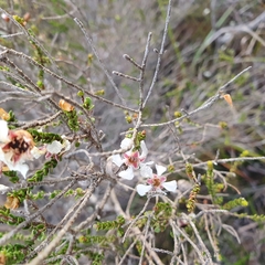 Leptospermum epacridoideum