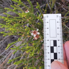 Leptospermum epacridoideum