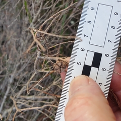 Leptospermum epacridoideum