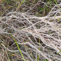 Leptospermum epacridoideum