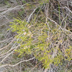 Leptospermum epacridoideum