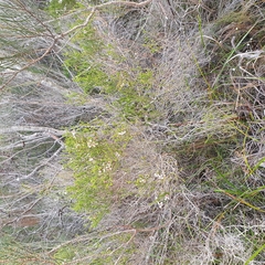 Leptospermum epacridoideum