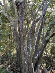 Coccoloba diversifolia