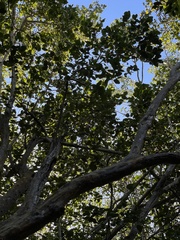 Coccoloba diversifolia