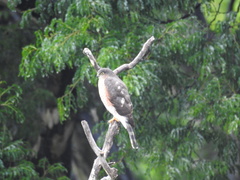 Accipiter striatus erythronemius