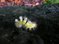 Calliteara pudibunda