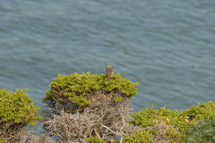 Zonotrichia leucophrys