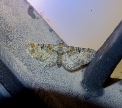 Eupithecia laquaearia