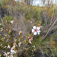 Leptospermum epacridoideum