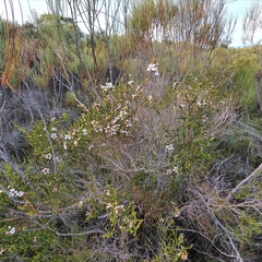 Leptospermum epacridoideum